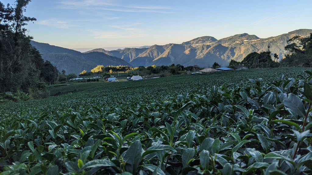 Schwarzer, grüner, weißer Tee und Oolong – was ist der Unterschied?